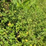 IMG_20211024_111820_Bokeh