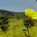 IMG_20211024_133508_Bokeh