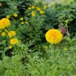 IMG_20211024_151046_Bokeh