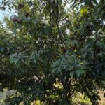 WhatsApp Image 2026-01-09 at 13.23.21 (2)